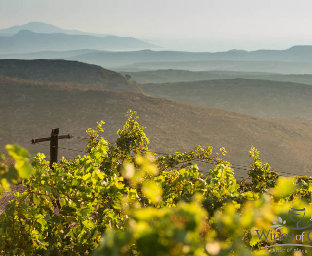 Crete Wine Paths vineyard with view of a mountain