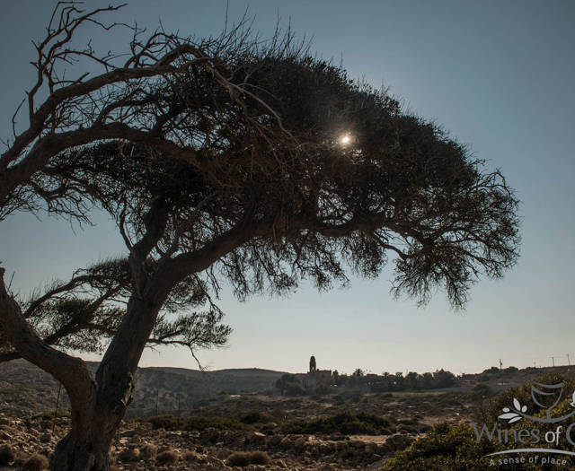 A really old tree with the Toplou Monastery in the background