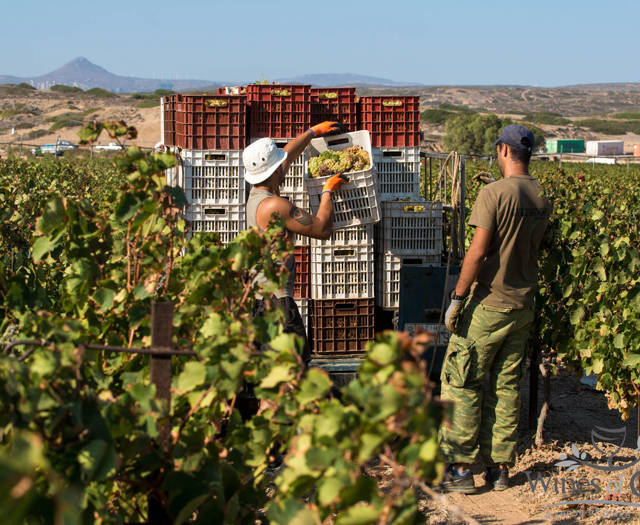 Farmers collecting grapes