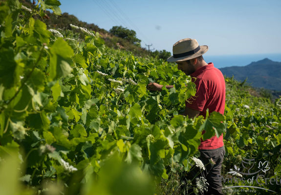 Farmer tending the vineyard