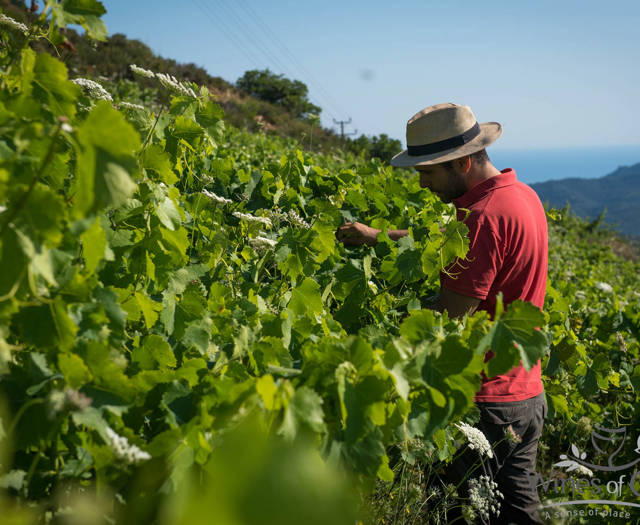 Farmer tending the vineyard