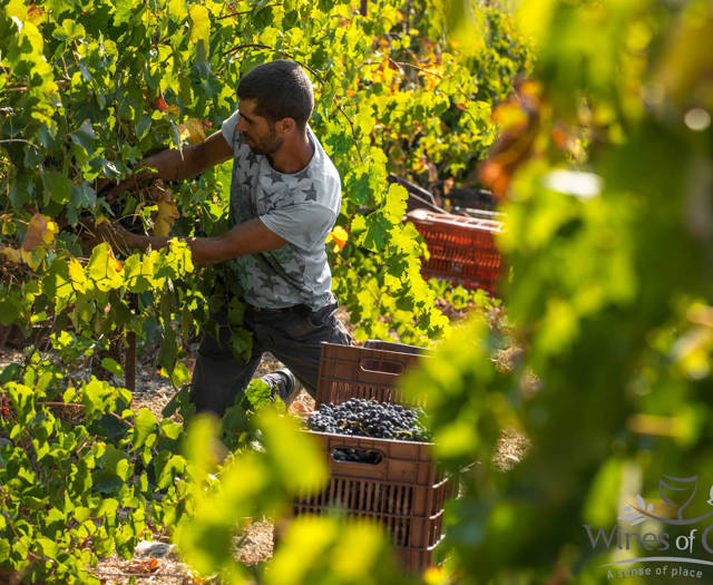 Farmer collecting grapes