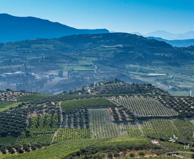 Crete Wine Paths vineyards