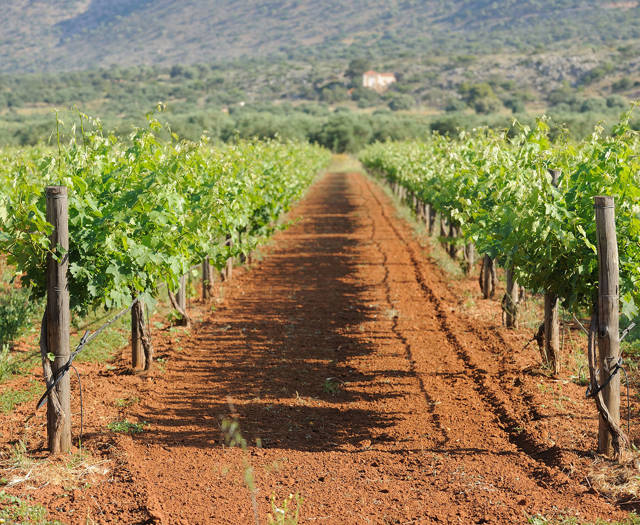 Crete Wine Paths vineyard