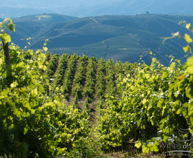 Crete Wine Paths vineyards