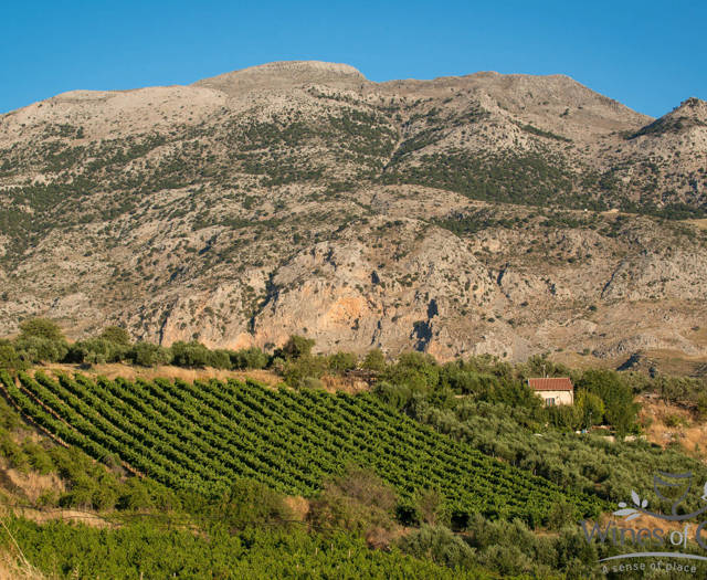 Crete Wine Paths vineyards