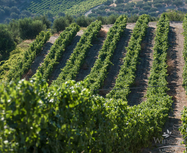 Crete Wine Paths vineyards
