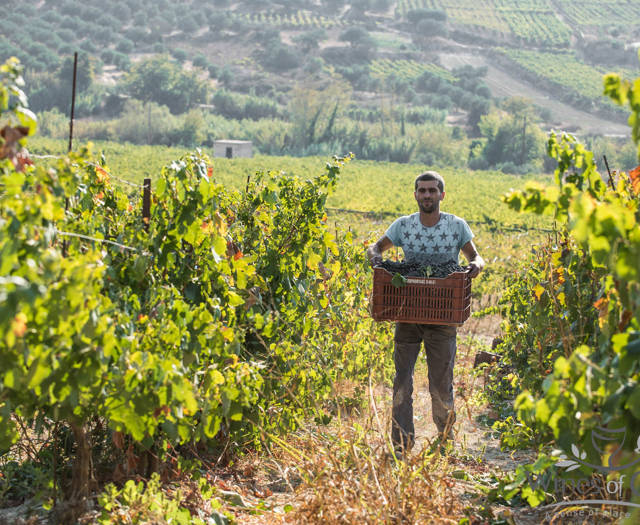 Farmer holding a box full of grapes