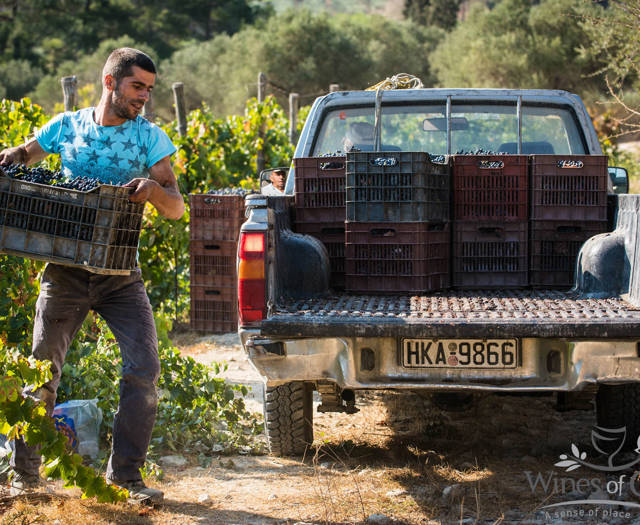 Farmer loading a truck with boxes full of grapes
