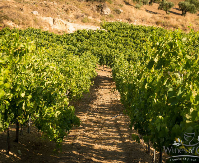 Crete Wine Paths vineyards close-up