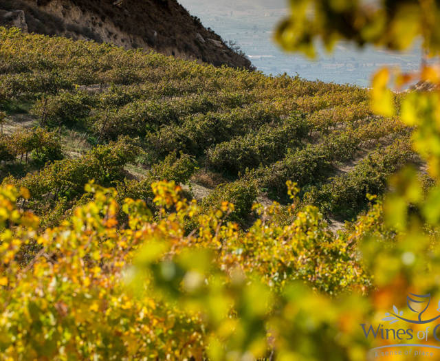 Crete Wine Paths vineyards