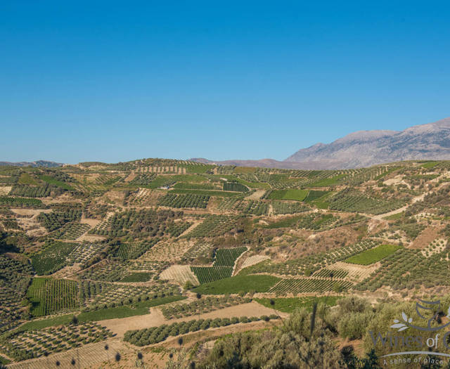 Crete Wine Paths vineyards