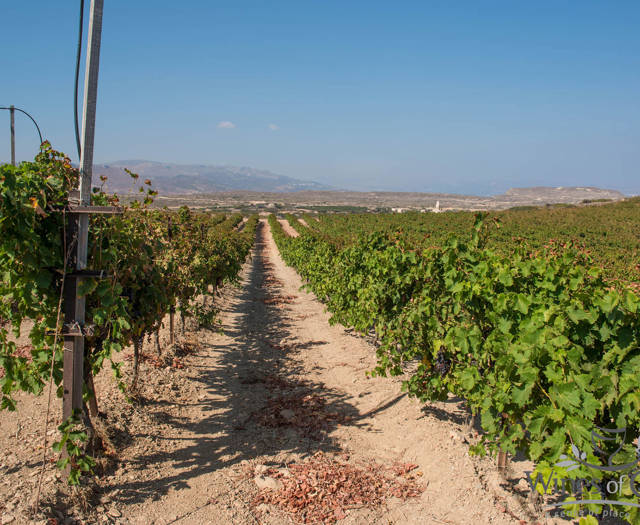 Crete Wine Paths vineyard