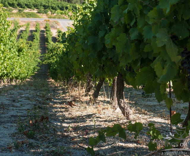 Crete Wine Paths vineyards close-up