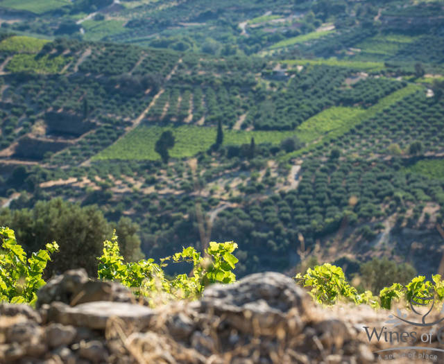 Crete Wine Paths vineyards