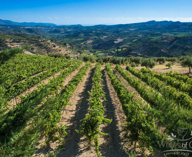 Crete Wine Paths vineyards