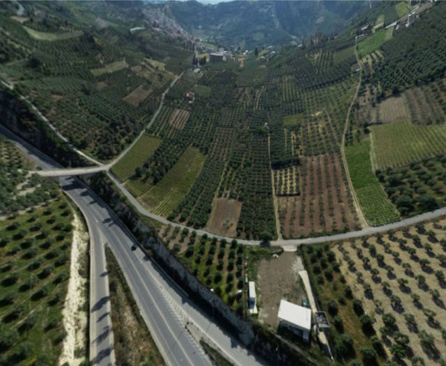 The vineyards of Siva