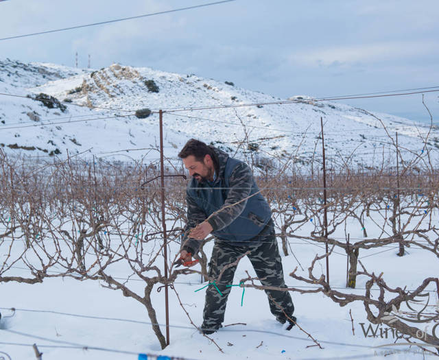 Farmer tending the covered in snow vineyard