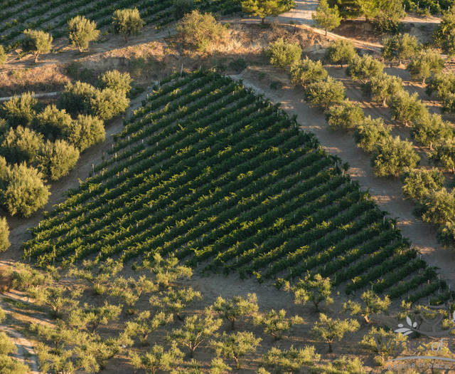Crete Wine Paths vineyard