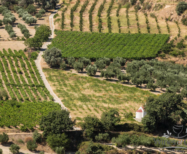 Crete Wine Paths vineyards and a small church partially visible behind a tree