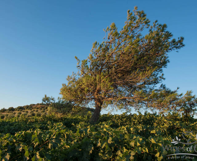 Vineyard with a big tree in the middle