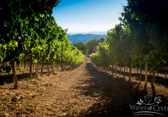 Crete Wine Paths vineyard inner path