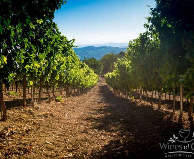 Crete Wine Paths vineyard inner path