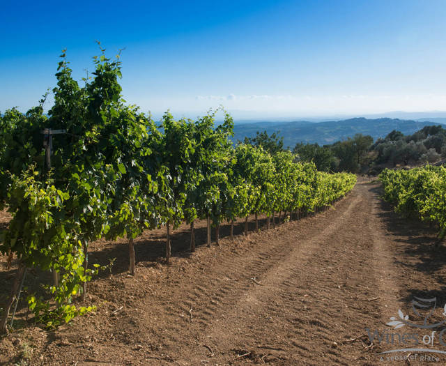 Crete Wine Paths vineyards close-up