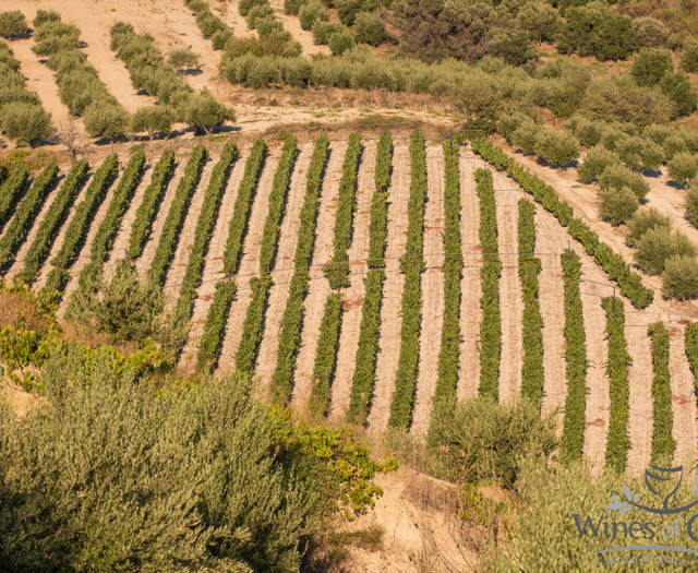 Crete Wine Paths vineyard