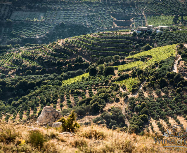 Crete Wine Paths vineyards