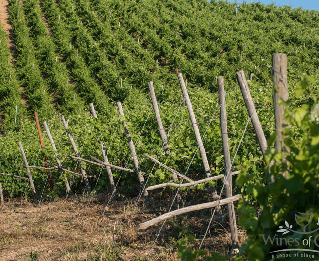 Crete Wine Paths vineyard