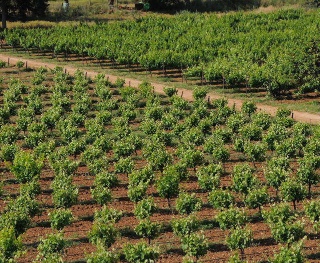 Crete Wine Paths vineyards