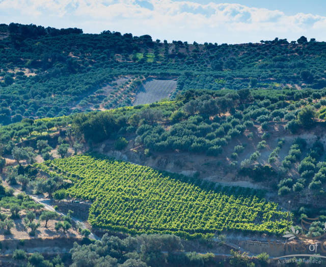 Crete Wine Paths vineyards