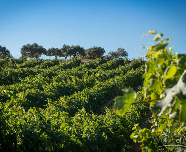 Crete Wine Paths vineyard