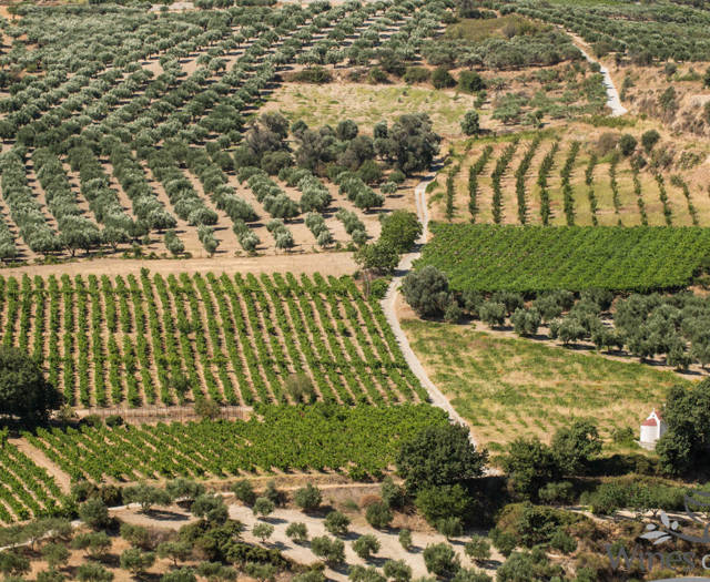 Crete Wine Paths vineyards
