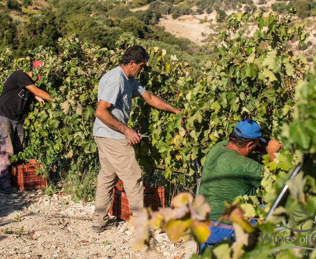 Farmers collecting grapes