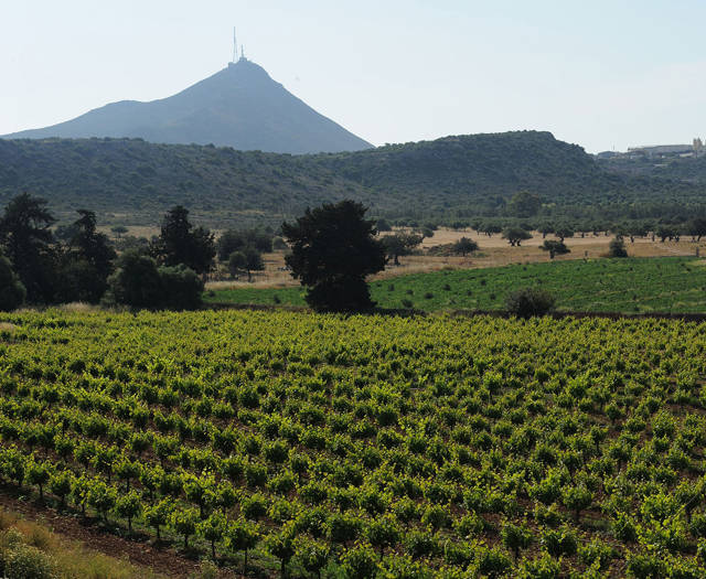 Crete Wine Paths vineyards