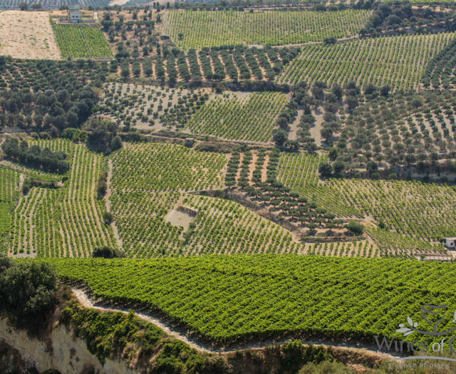 Crete Wine Paths vineyards