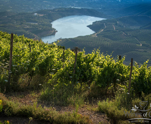 Crete Wine Paths vineyard