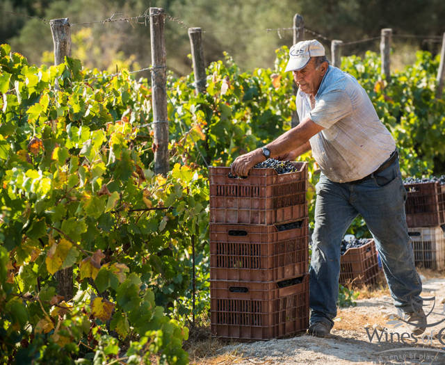 Farmer picking up a box full of grapes
