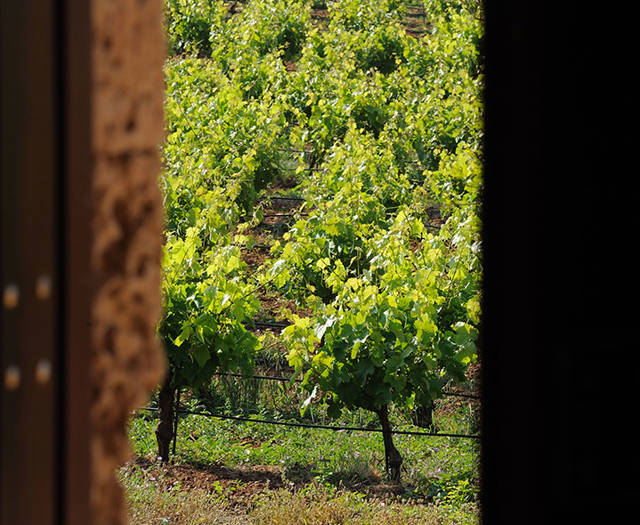 View of a vineyard through a small gap