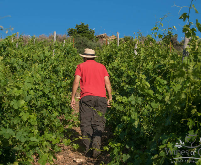 Farmer walking through the vineyard