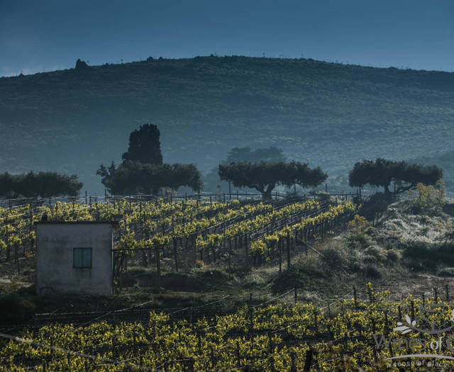 Crete Wine Paths vineyards
