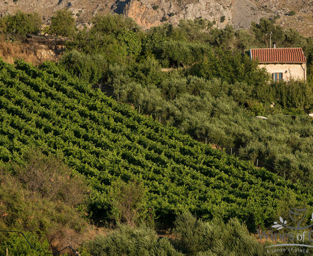 Crete Wine Paths vineyards