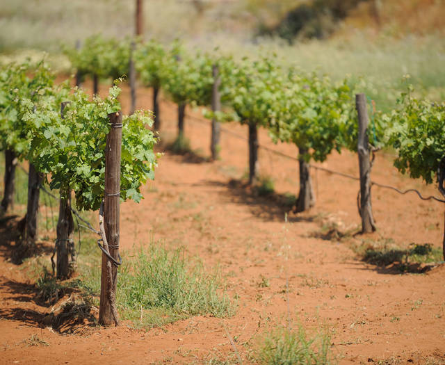 Crete Wine Paths vineyard