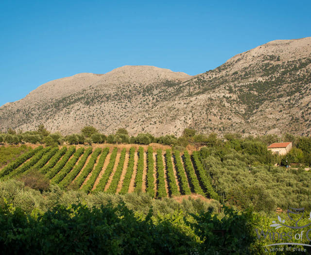 Crete Wine Paths vineyard and a mountain in the background