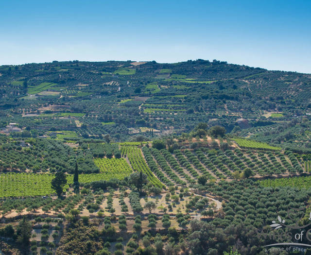 Crete Wine Paths vineyards