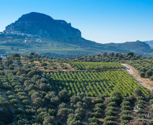 Crete Wine Paths vineyards