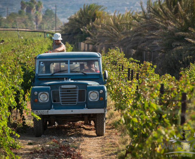 A car riding through a vineyard