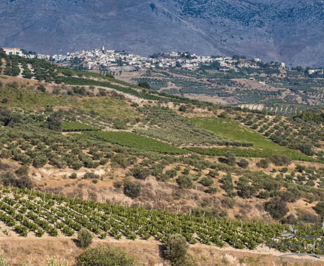 Crete Wine Paths vineyards